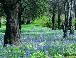 Bluebells